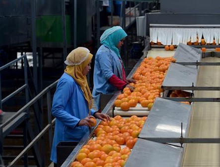 L'image de À propos de l'Agro - Agro trade for import & export [Mahdy Fresh - depuis 2000]