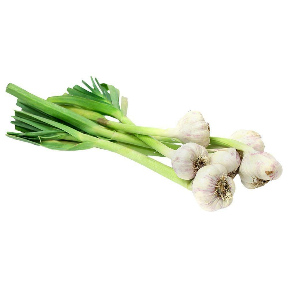 Ail vert - Agro trade for import & export [Mahdy Fresh - depuis 2000]